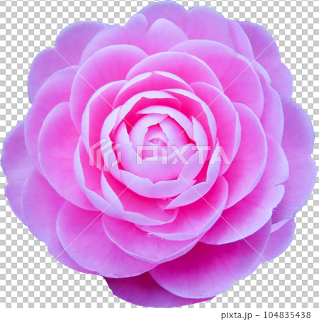 Pink camellia flower Pink camellia flower 104835438