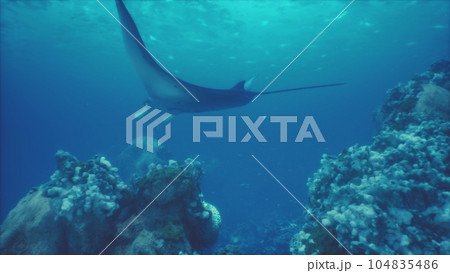 magnificent manta ray gracefully swims above a stunning underwater landscape 104835486