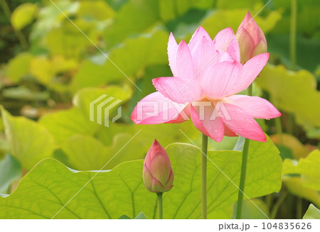 雨の日の蓮の花 華やかさと清らかさが際立つ ピンク 雨の日の蓮の花 華やかさと清らかさが際立つ ピンク 104835626