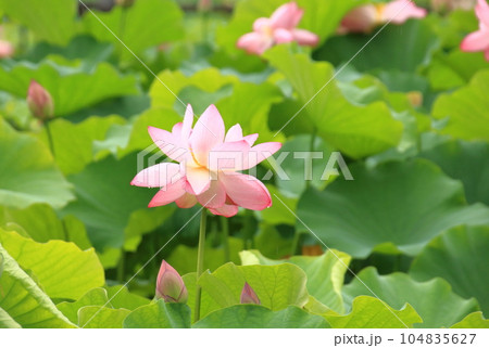雨の日の蓮の花 華やかさと清らかさが際立つ ピンク 雨の日の蓮の花 華やかさと清らかさが際立つ ピンク 104835627