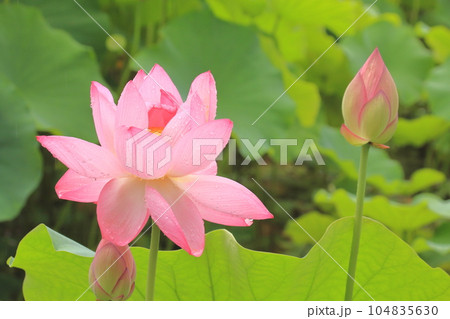 雨の日の蓮の花　華やかさと清らかさが際立つ　ピンク 104835630