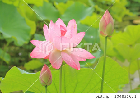 雨の日の蓮の花 華やかさと清らかさが際立つ ピンク 雨の日の蓮の花 華やかさと清らかさが際立つ ピンク 104835631