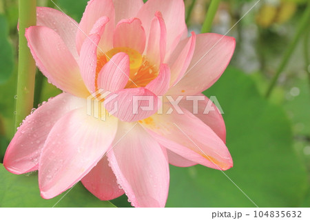 雨の日の蓮の花 華やかさと清らかさが際立つ ピンク 雨の日の蓮の花 華やかさと清らかさが際立つ ピンク 104835632