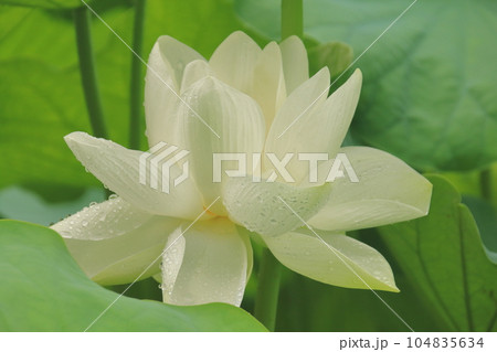 雨の日の蓮の花　華やかさと清らかさが際立つ　白色 104835634