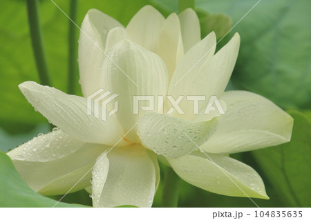 雨の日の蓮の花　華やかさと清らかさが際立つ　白色 104835635