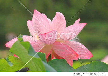 雨の日の蓮の花 華やかさと清らかさが際立つ ピンク 雨の日の蓮の花 華やかさと清らかさが際立つ ピンク 104835636