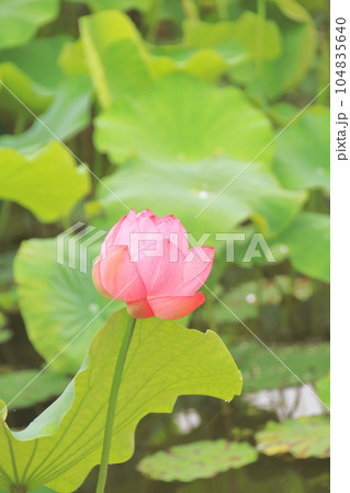 雨の日の蓮の花 華やかさと清らかさが際立つ ピンク 雨の日の蓮の花 華やかさと清らかさが際立つ ピンク 104835640