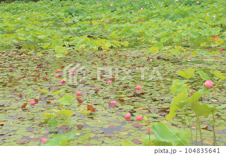 雨の日のピンクの水連とピンクの蓮の花 雨の日のピンクの水連とピンクの蓮の花 104835641