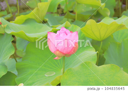 雨の日の蓮の花　華やかさと清らかさが際立つ　ピンク　 104835645