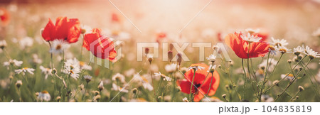 Panoramic view of the field with wild flowers. 104835819