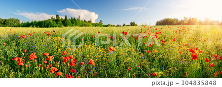 Panoramic view of the field with a lot of wild flowers. 104835848