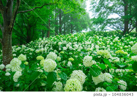 霧に包まれた幻想的な紫陽花 霧に包まれた幻想的な紫陽花 104836043