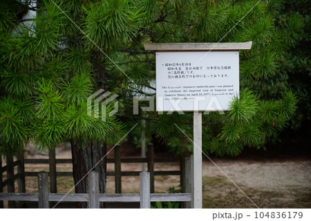高野山を治める金剛峯寺の高野槙 104836179