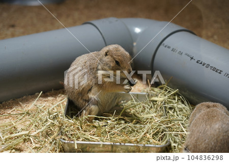 オグロプレーリードッグ ～相模原麻溝公園 ふれあい動物広場～ 104836298