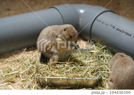 オグロプレーリードッグ ～相模原麻溝公園 ふれあい動物広場～ 104836300