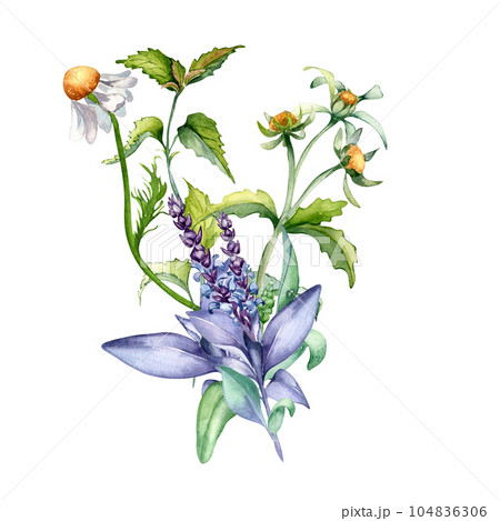 Sage herbal plant, bidens tripartita watercolor illustration isolated on white background. Salvia, nettle, camomile, daisy useful flowers hand drawn. Design for label, package, postcard, card Sage herbal plant, bidens tripartita watercolor illustration isolated on white background. Salvia, nettle, camomile, daisy useful flowers hand drawn. Design for label, package, postcard, card 104836306
