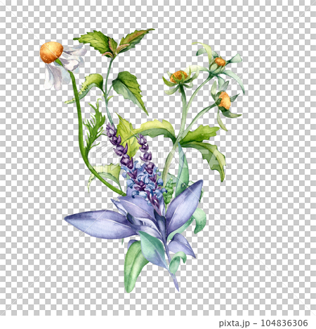 Sage herbal plant, bidens tripartita watercolor illustration isolated on white background. Salvia, nettle, camomile, daisy useful flowers hand drawn. Design for label, package, postcard, card Sage herbal plant, bidens tripartita watercolor illustration isolated on white background. Salvia, nettle, camomile, daisy useful flowers hand drawn. Design for label, package, postcard, card 104836306