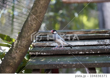 並文鳥 ～相模原麻溝公園 ふれあい動物広場～ 104836371