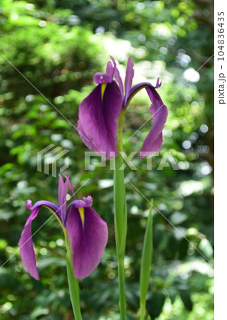 夏の花:ノハナショウブ 6月から7月に赤紫の花を咲かせるアヤメ科の花でハナショウブの野生原種。 夏の花:ノハナショウブ 6月から7月に赤紫の花を咲かせるアヤメ科の花でハナショウブの野生原種。 104836435
