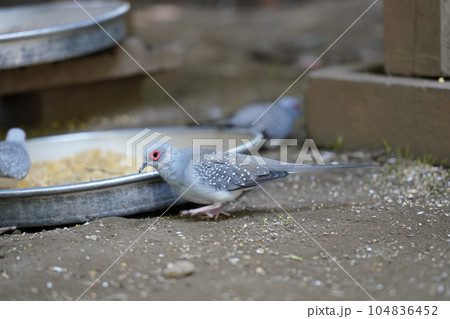 ウスユキバト ～相模原麻溝公園 ふれあい動物広場～ 104836452