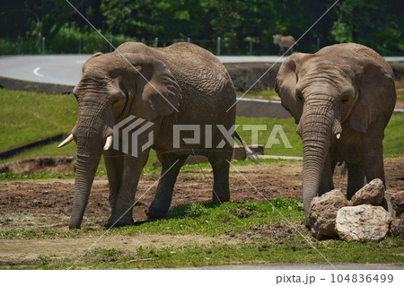 秋吉台サファリランドのアフリカゾウ 秋吉台サファリランドのアフリカゾウ 104836499