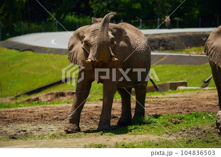 秋吉台サファリランドのアフリカゾウ 秋吉台サファリランドのアフリカゾウ 104836503