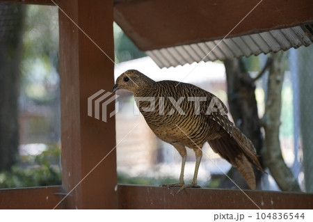 メスのキンケイ ~相模原麻溝公園 ふれあい動物広場~ メスのキンケイ ~相模原麻溝公園 ふれあい動物広場~ 104836544