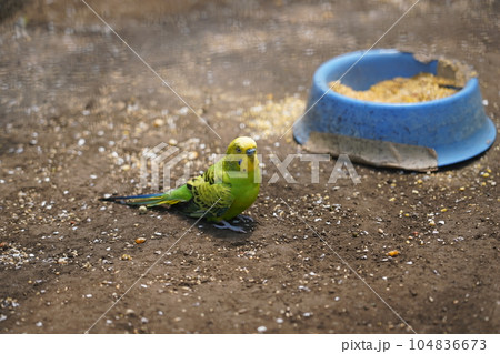 セキセイインコ ～相模原麻溝公園 ふれあい動物広場～ 104836673