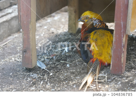 オスのキンケイ ～相模原麻溝公園 ふれあい動物広場～ 104836785