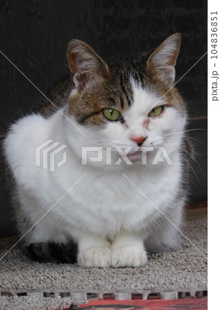 ねこ ねこ 104836851