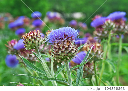 青色のアーティチョークの花と実（夏、六月） 104836868