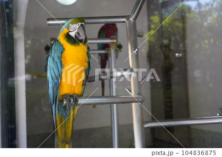 ルリコンゴウインコ ~相模原麻溝公園 ふれあい動物広場~ ルリコンゴウインコ ~相模原麻溝公園 ふれあい動物広場~ 104836875