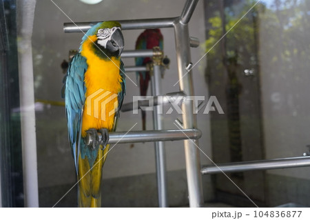 ルリコンゴウインコ ～相模原麻溝公園 ふれあい動物広場～ 104836877