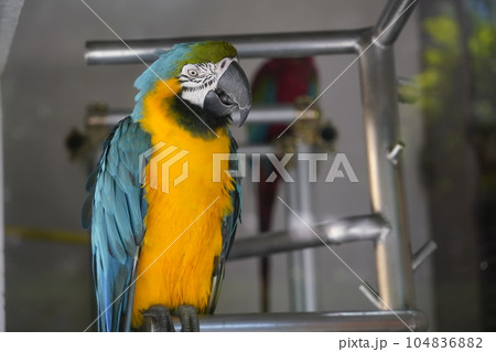 ルリコンゴウインコ ～相模原麻溝公園 ふれあい動物広場～ 104836882