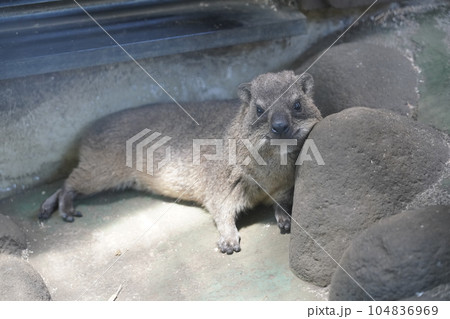ケープハイラックス ～相模原麻溝公園 ふれあい動物広場～ 104836969