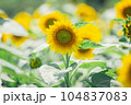 【夏素材】真夏の炎天下のひまわり畑 104837083