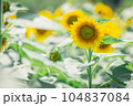 【夏素材】真夏の炎天下のひまわり畑 104837084