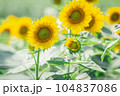 【夏素材】真夏の炎天下のひまわり畑 104837086