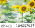 【夏素材】真夏の炎天下のひまわり畑 104837087