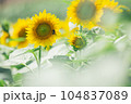【夏素材】真夏の炎天下のひまわり畑 104837089