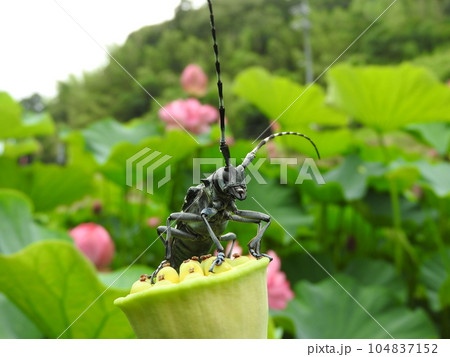 蓮畑に来た強面の昆虫「ゴマダラカミキリ」 蓮畑に来た強面の昆虫「ゴマダラカミキリ」 104837152