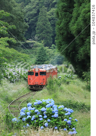 小湊鐵道「紫陽花咲く山間部を走るキハ40タラコ色」 104837416