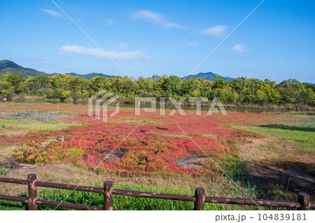 岡山県浅口市寄島町のアッケシソウ自生地 104839181