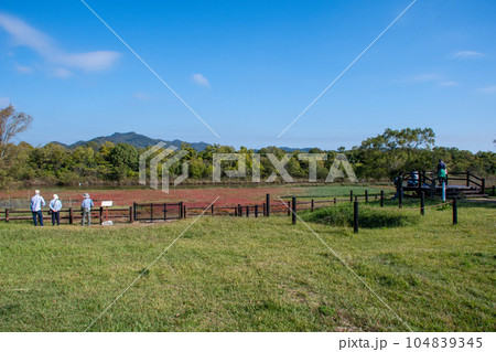岡山県浅口市寄島町のアッケシソウ自生地 岡山県浅口市寄島町のアッケシソウ自生地 104839345
