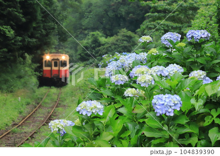 小湊鐵道「山奥の線路際に咲く紫陽花とローカル列車」 小湊鐵道「山奥の線路際に咲く紫陽花とローカル列車」 104839390