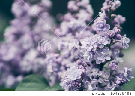 Selective focus on the branches of double lilac, blossomed in full bloom of petals. The colors of purple spring flowers. Among the leaves of a shrub in a flower garden in nature. High quality photo Selective focus on the branches of double lilac, blossomed in full bloom of petals. The colors of purple spring flowers. Among the leaves of a shrub in a flower garden in nature. High quality photo 104839482