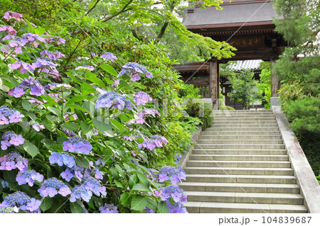 紫陽花のある寺　日野市高幡不動尊 104839687