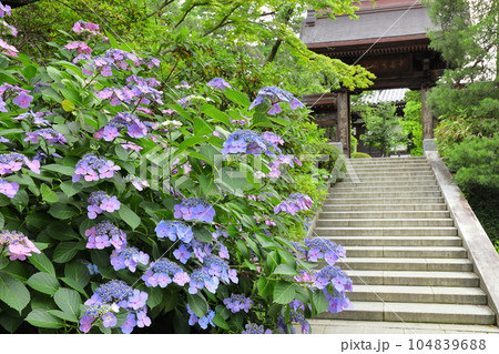 紫陽花のある寺 日野市高幡不動尊 紫陽花のある寺 日野市高幡不動尊 104839688