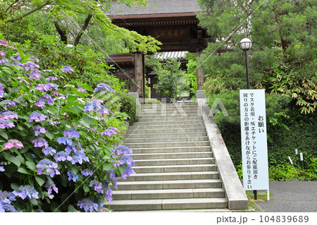 紫陽花のある寺 日野市高幡不動尊 紫陽花のある寺 日野市高幡不動尊 104839689