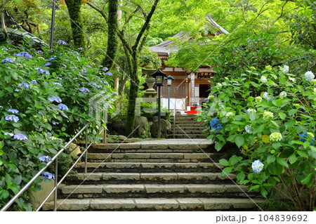 紫陽花のある寺　日野市高幡不動尊 104839692